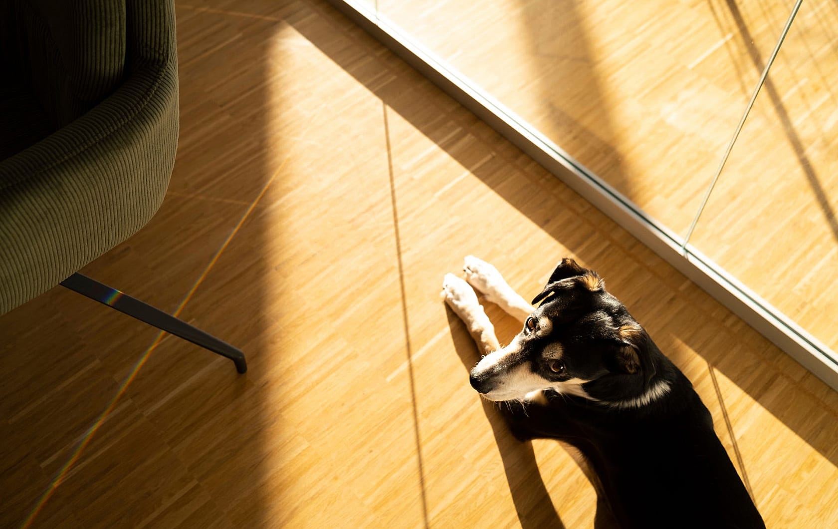 Bürohund Paulsen entspannt im Studio